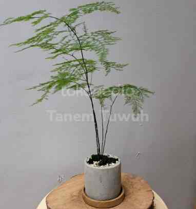 TANAMAN HIAS Asparagus Fern dengan Pot Semen