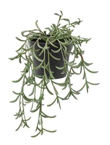 FEJKA, Tanaman tiruan dalam pot, string of bananas digantung, 9 cm
