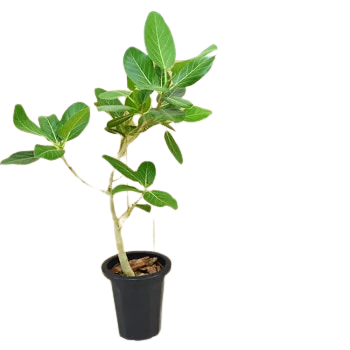 ゴムの木 フィカス ベンガレンシス 8号