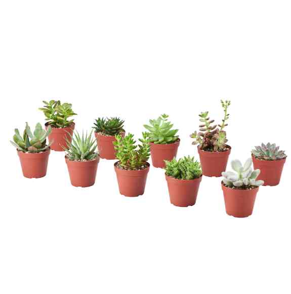 SUCCULENT 鉢植え, アソートプランツ