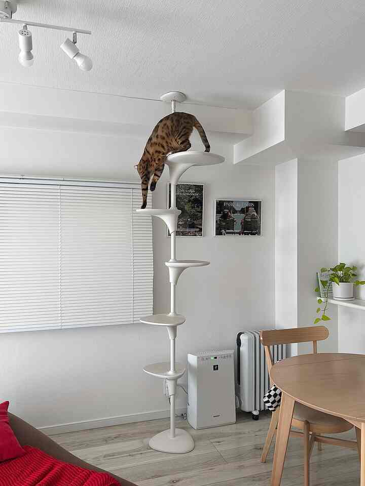 ホワイトトーンのリビング、中央にキャットタワーと猫が配置されたナチュラルな雰囲気のインテリア