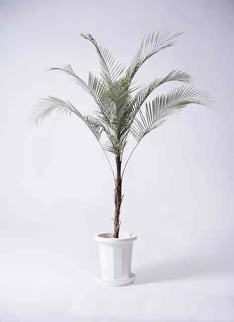 観葉植物 ヒメココス 8号 プラスチック鉢