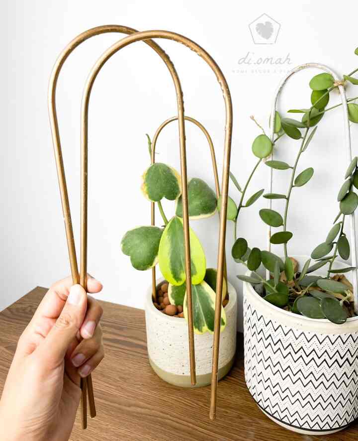 Trailing Pole Trelis Tanaman Gold