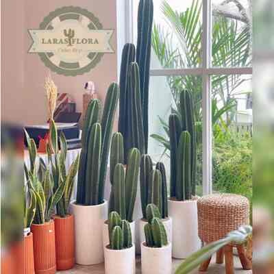 Tanaman hias kaktus 50-65