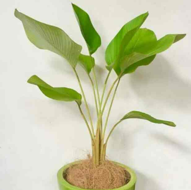 tanaman calathea daun luthea tinggi -+ 60cm