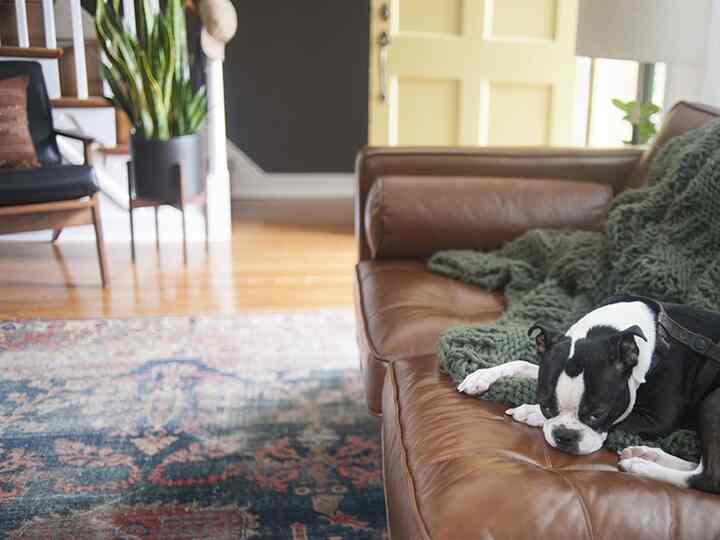 A natural-toned living room featuring a brown leather sofa with a green blanket, and a dog resting on the sofa