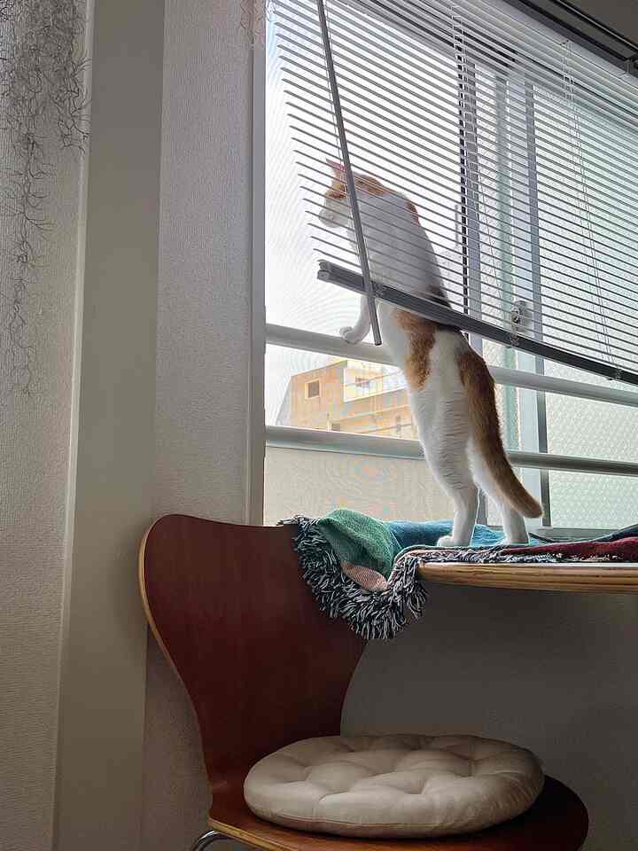 白い壁と木目調のダイニングテーブルがある、窓辺に猫がいる自然なキッチン空間