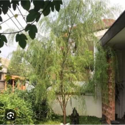 Pohon Liang Liu setinggi 1 Meter