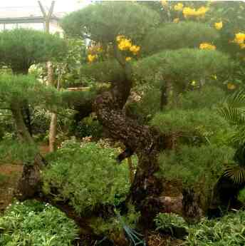 Pohon Hias Cemara Udang Batang Posil