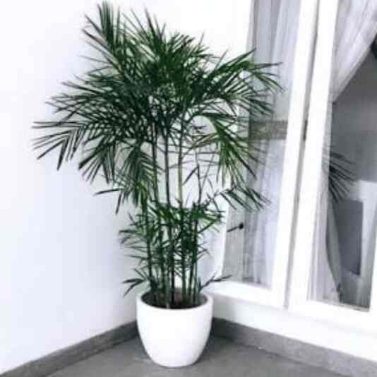 Tanaman Palem Komodoria