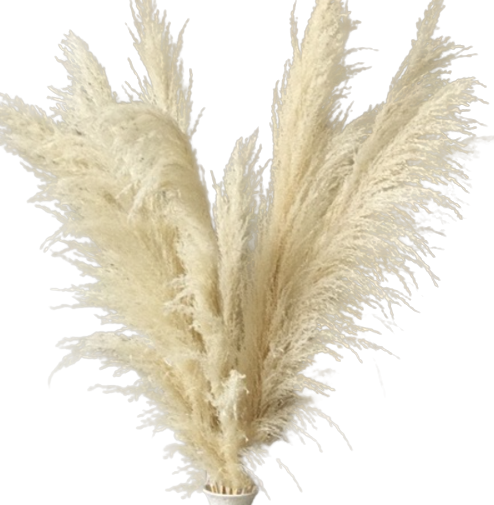 Pampas Reed