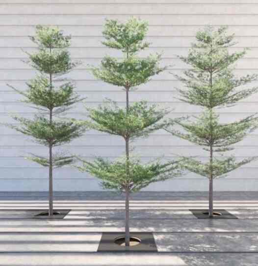 pohon ketapang kencana tinggi