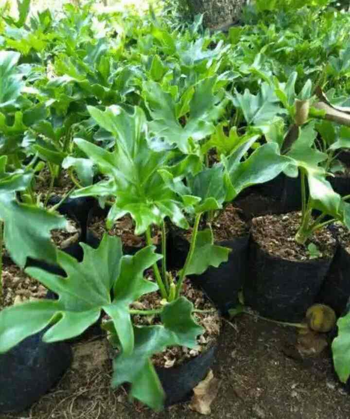 Philodendron Selloum (Philo jari) isi 10