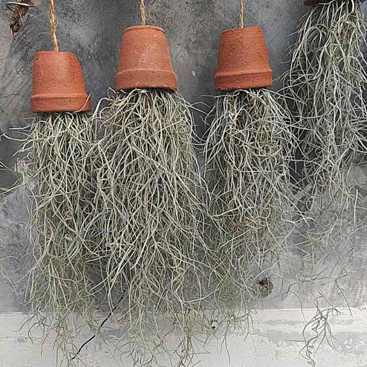 Tilandsia - Jenggot musa