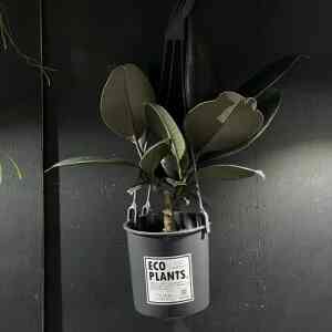 フィカス バーガンディ インドゴムの木