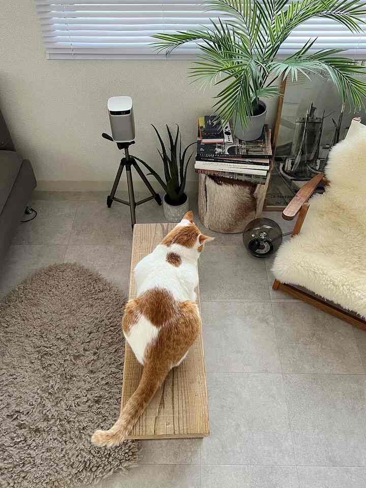 モノトーンと木目調のリビング、木製ベンチに座る猫が印象的な清潔感のあるモダンなインテリア