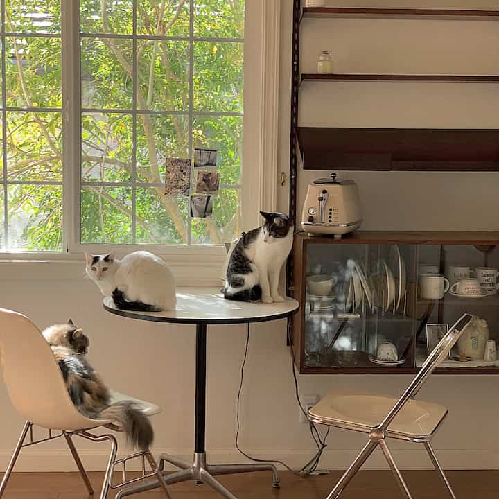 A bright living room with white walls and wood tones featuring a round cafe table and dining chairs occupied by three cats, creating a cozy atmosphere