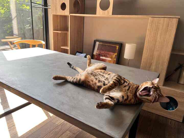 ウッド調とグレーのダイニングルーム、グレーのダイニングテーブルに横たわる猫がいる落ち着いた雰囲気のインテリア