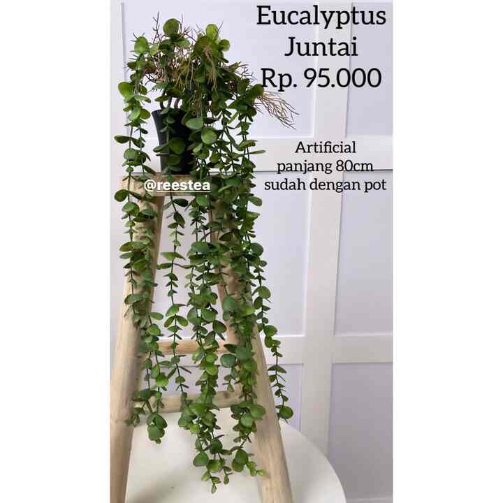 Pohon juntai eucalyptus
