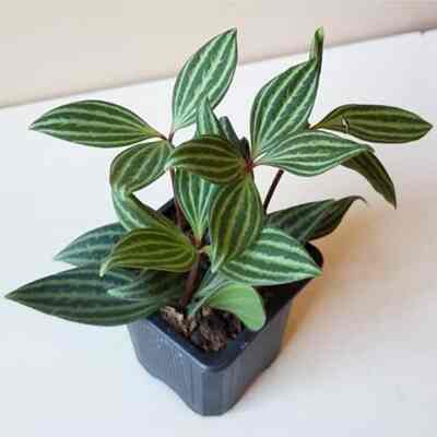 Tanaman Peperomia Tetragona