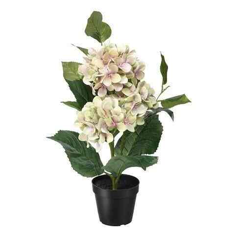  Bunga Hias Hydrangea