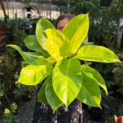 tanaman philodendron lime