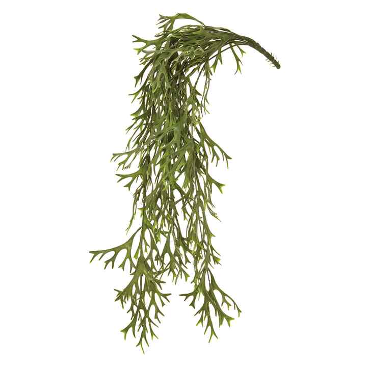 コウモリランバイン フェイクグリーン