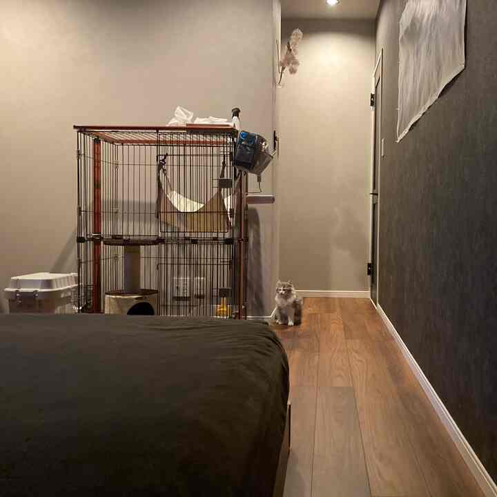 木目調の床と黒いベッドが配置された寝室の一角、ペットハウスと子猫がいるナチュラルな空間