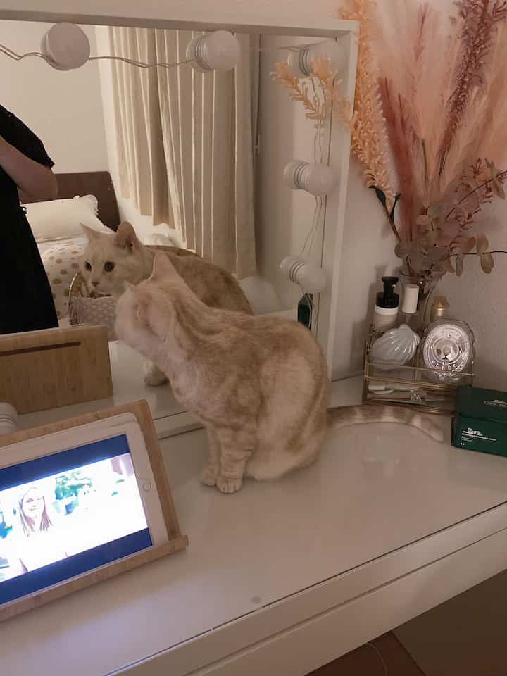 Natural-tone vanity area with a cat sitting on a white dresser featuring simple and cozy atmosphere