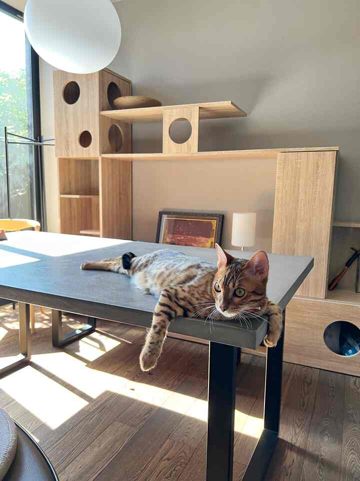 Modern gray dining room with wooden cat tower and a cat lounging on the table under bright natural light