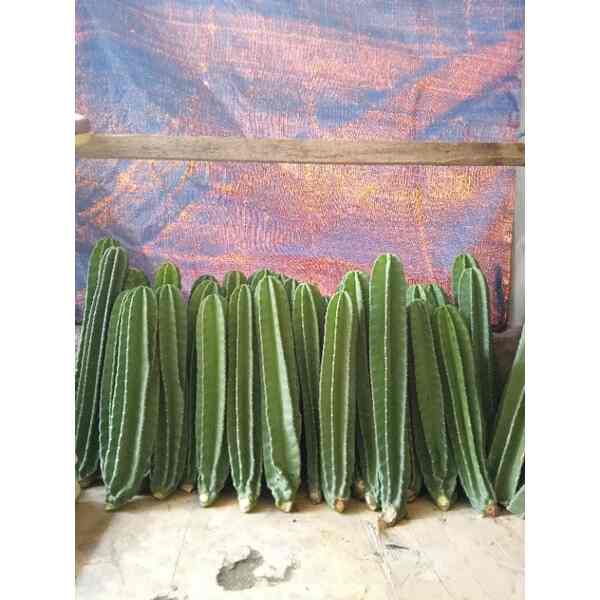 kaktus koboi/belimbing uk 60 cm