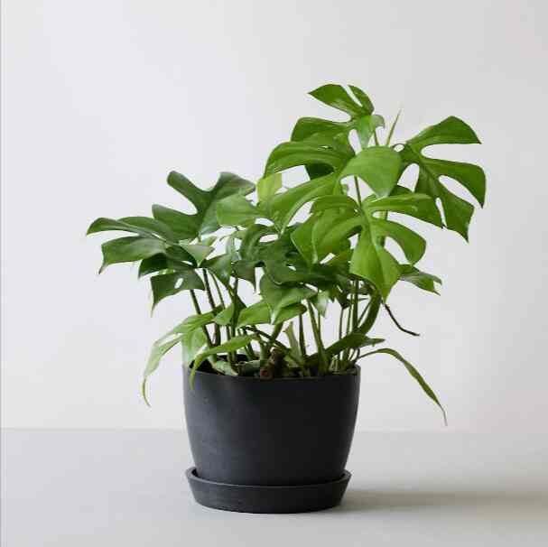 ヒメモンステラ Table-L