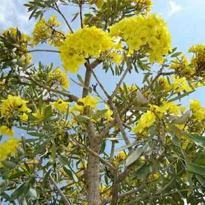 Pohon Tabebuya Kuning