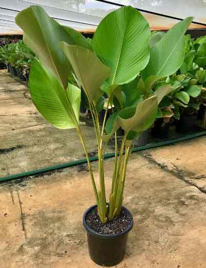 Tanaman Hias Calathea Lutea Pisang Kipas