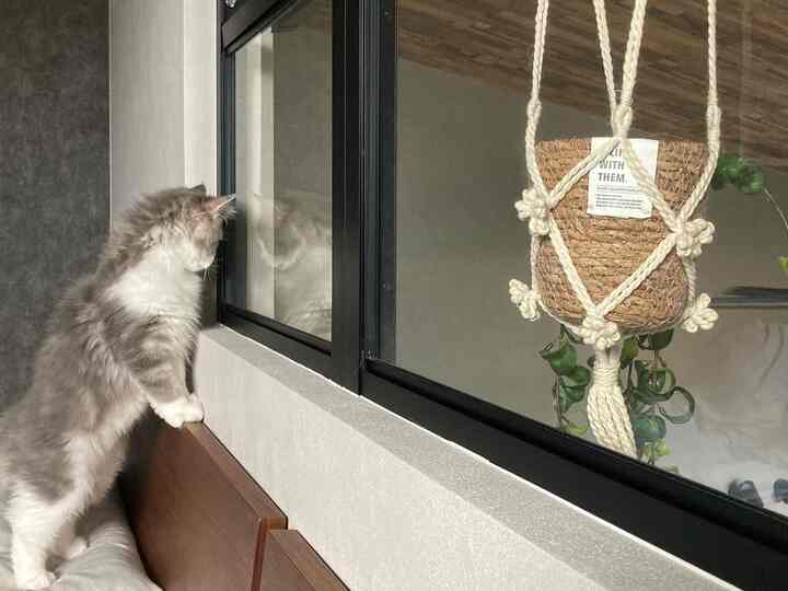 ブラウンのベッドフレームと緑のハンギングプランターがある空間で窓を見つめる猫