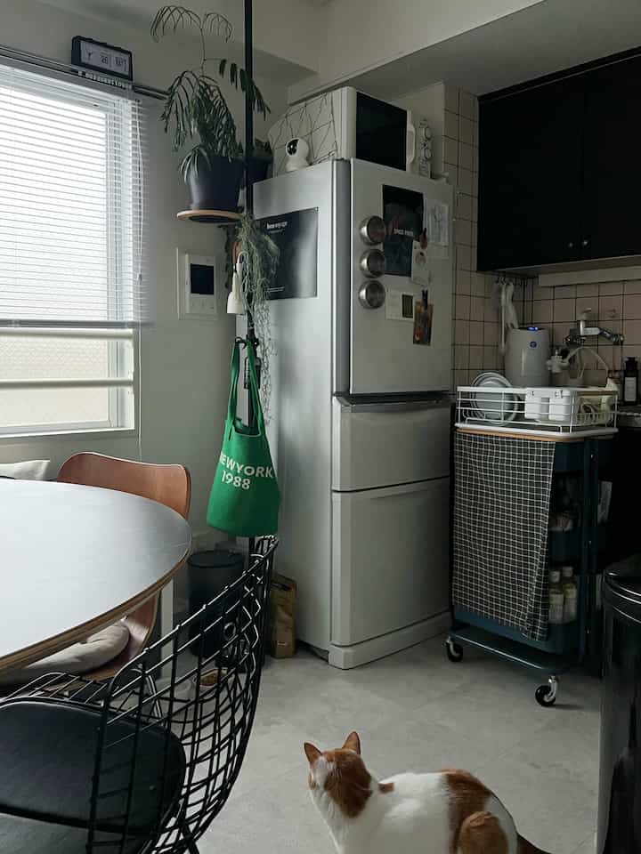 シルバーの家電とダイニングテーブル、チェアが配置されたキッチンスペース、床に座る猫が見える印象的な空間