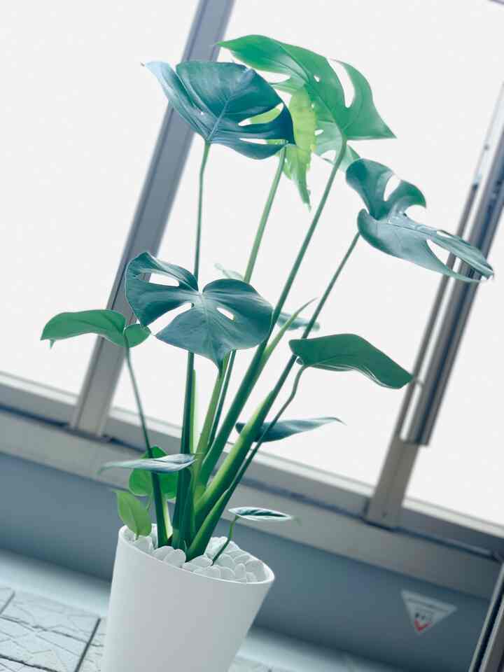 A healthy monstera is at home♡

#Foliage plant
#Living with houseplants
#Monstera
#cute