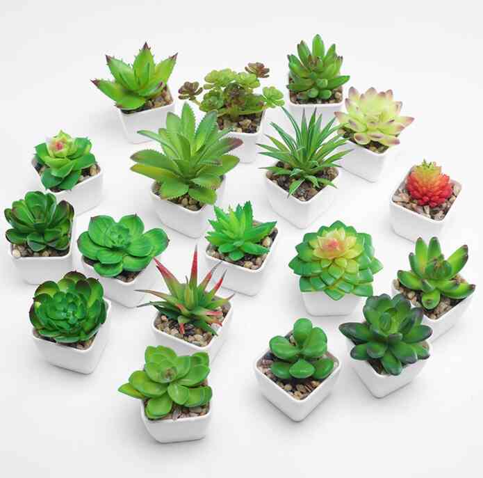 KAKTUS SUKULEN Tanaman Kaktus Palsu