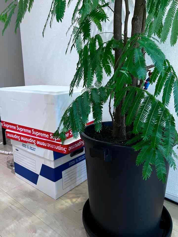 エバーフレッシュは早々に植え替えて正解✅
大型なので、移動に困ると思いプランタートレイを使っています。これで女性でも移動がだいぶ楽に。

#SPICEOFLIFE
#プランタートレイ
#penco
#ペンコ
#アーカイブボックス