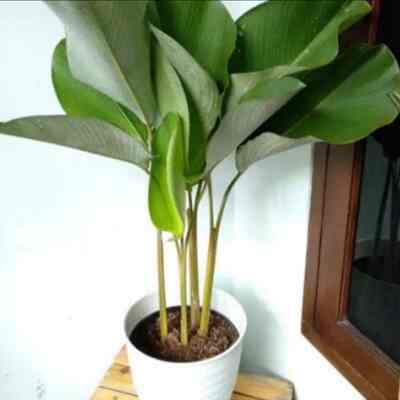 Calathea Luthea