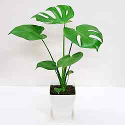 観葉植物 モンステラ１４ｃｍスタイリッシュプラ鉢植え