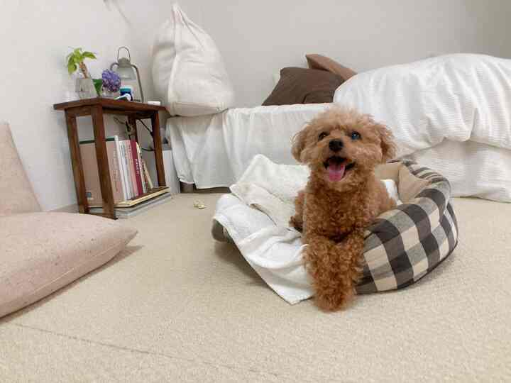Beige and ivory toned bedroom featuring a checkered pet bed and a small happy dog centered, creating a cozy atmosphere