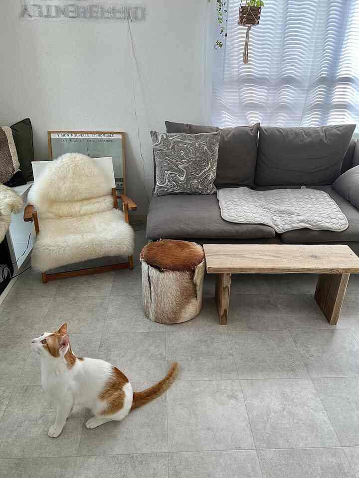 ナチュラルカラーの1LDKリビング、グレーのソファと木製のベンチ、毛皮のスツールが置かれ、床に猫が座っている印象的な空間