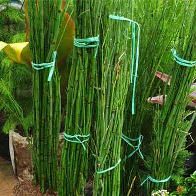 tanaman hias bambu air