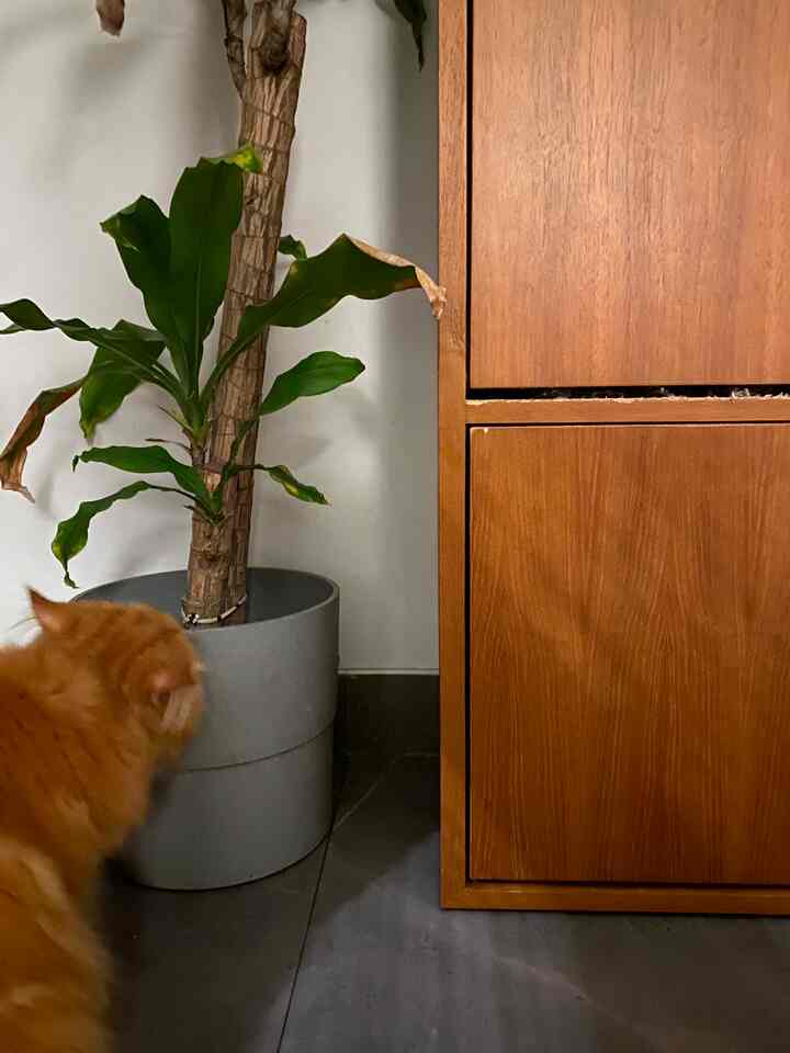 Natural wood shoe rack on right, large green plant in gray pot center, orange cat at bottom left, creating a cozy natural setting
