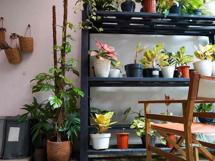 Taman belakang

#taman #tamanbelakang #gardeninspo #minigarden #botanical #tempatsantai #garden