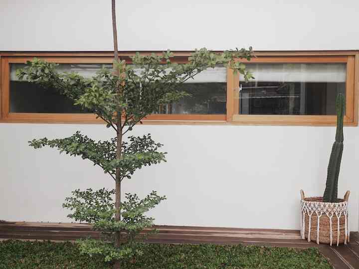 Karena ini postingan bebas, jd ku dedikasikan untuk post pertamanan yang ada di kloofliving ini. Ini saat kloofliving masih awal2 beres bangunannya. Jd masih piyik2 tanamannnya. Sekarang sih udh pada tumbuh lebat semua. Apalagi kloofliving beres saat pandemi, jd masih rajin bgt beliin tanaman saat harga tanaman pd tinggi2 lg, sekarang sih kayanya udh pd lbh murah2 ya🌿🍀🍃
#landscape #japandihome #tamanberanda  #stylingtaman