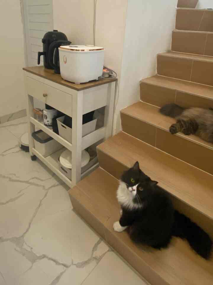 Area tangga tempat nongkrong kucing kesayangan saya ini juga digunakan sebagai sudut untuk menyajikan nasi, membuat teh, atau menggoreng. Oleh karena itu, saya menyukai troli kabinet ini yang merupakan pilihan furnitur yang jenius dan elegan ✨

#myhomejourney, #ceritarumahku, #myfavoriteroom, #stairsarea, #foodcorner, #pojokestetik #petsparent #minimalist #rumahdeveloper