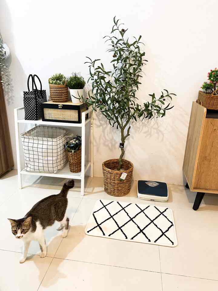 Minimalistic white-toned indoor space featuring a large artificial plant in basket, patterned white rug on floor, and a cat walking nearby