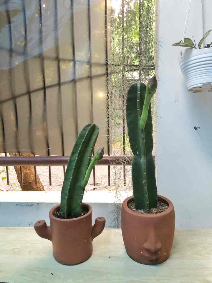 Seconds to bloom. Rare moments must be immortalized. Hopefully when it blooms it can also be immortalized. 😍

#cactus #tanaman #taman #pot #pottanahliat #rumah